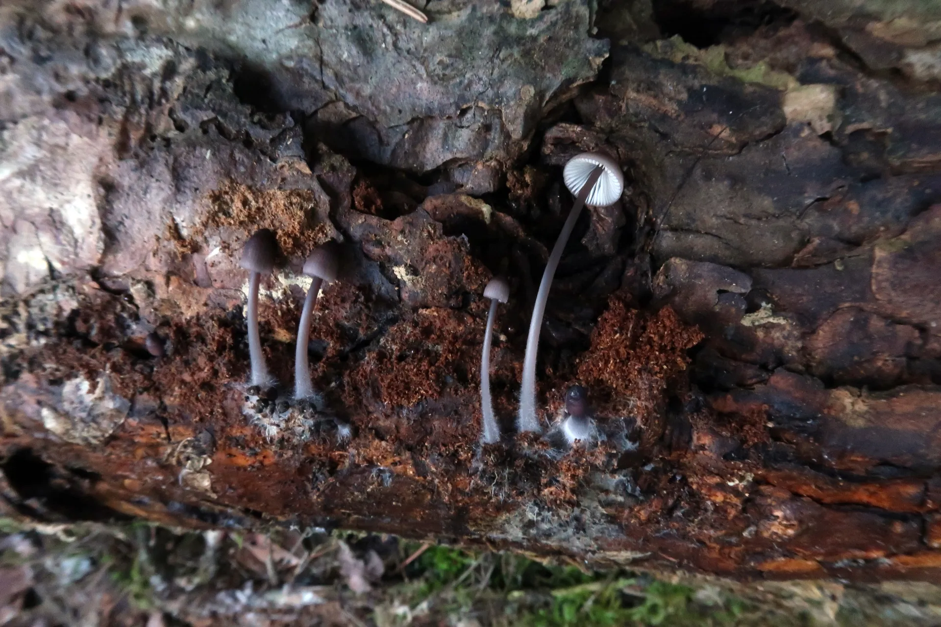 Mycena purpureofusca - 1 - IMG_4235